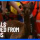 Animals Rescued From Floods | 10 News First