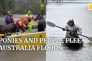 Animals rescued from Australia floods, thousands evacuated from Sydney