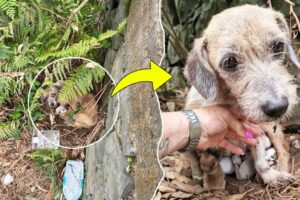 At the bottom of the cliff, the mama dog begged to save her newborn puppies