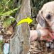 At the bottom of the cliff, the mama dog begged to save her newborn puppies