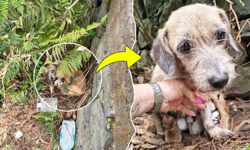 At the bottom of the cliff, the mama dog begged to save her newborn puppies