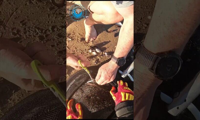Baby Seal Rescued From Plastic Strap #shorts