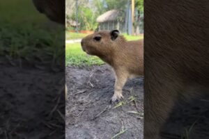 Baby capybaras #capybara #animals #cutebaby