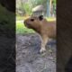 Baby capybaras #capybara #animals #cutebaby