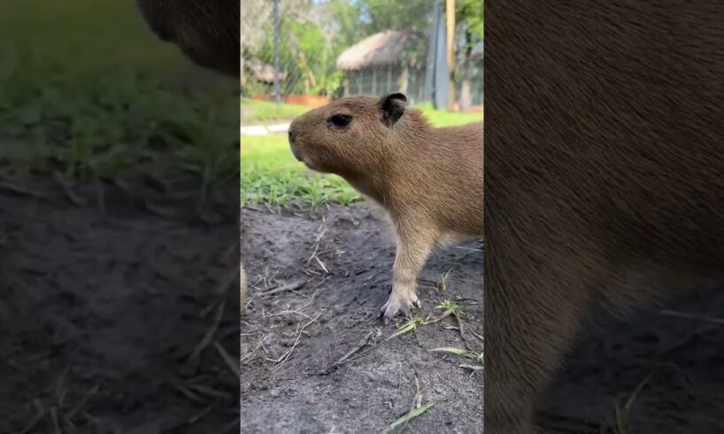 Baby capybaras #capybara #animals #cutebaby
