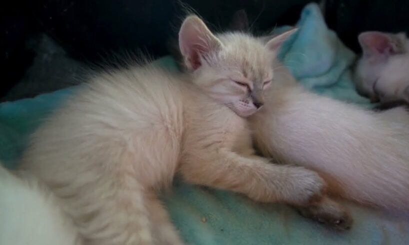 Baby kitten sleeping to home ll cat playing ground 🐈#animals #cat #babykitten #thewild