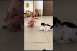 Baby reaction to new dog in the house 🥺 (🎥: BViral)