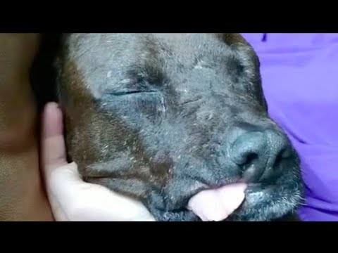 Bait dog discovers love and happiness for the first time