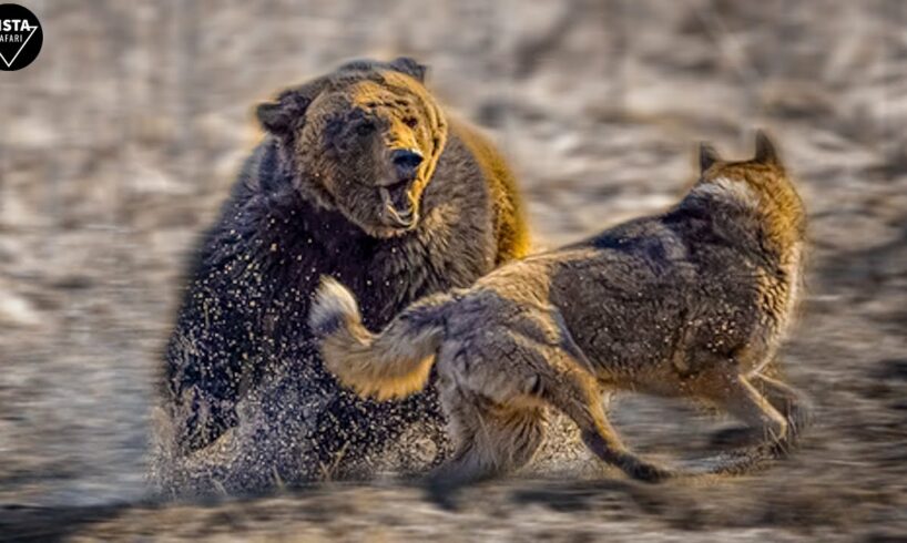 Bear Attacks Kangal Dog & 45 Craziest Animal Fights Caught On Camera