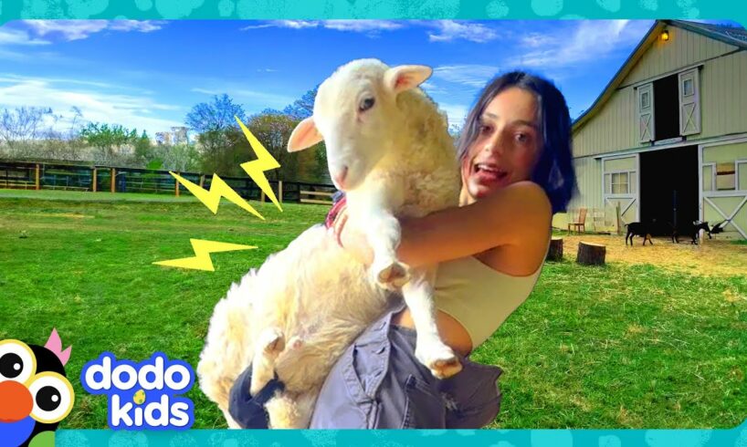 Best Friends Have To Run An Animal Sanctuary By Themselves! | Dodo Kids | Animal Videos