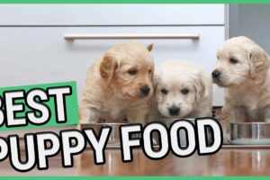 Best Puppy Food | 5 Best Food For Puppies 2021 🐶 ✅