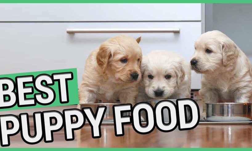 Best Puppy Food | 5 Best Food For Puppies 2021 🐶 ✅
