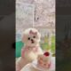 Best Teacup Pomeranian dog in India | Toy pom dog | Cutest puppies #shorts #ytshorts #dog #doglover