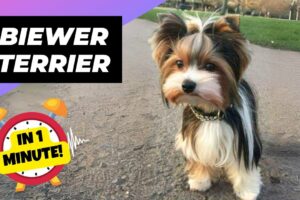 Biewer Terrier 💖 Cutest Tri-Colored Dog! | 1 Minute Animals