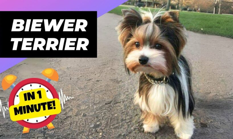 Biewer Terrier 💖 Cutest Tri-Colored Dog! | 1 Minute Animals