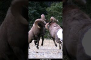 Bighorn Ram Rut Headbutts