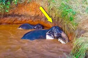 Brave Community SAVES Drowning Elephant and her baby! | Rescue Animals