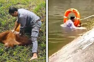 Brave Man SAVES Orangutan from Drowning | Rescue Animals