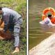 Brave Man SAVES Orangutan from Drowning | Rescue Animals