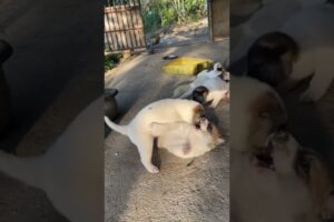 Brotherly playing 😀 #puppy #cutecatandpuppyworld #animal #cute #cutepuppylovers #cutepet #animals