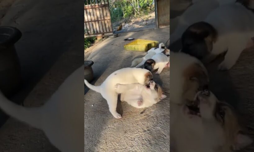 Brotherly playing 😀 #puppy #cutecatandpuppyworld #animal #cute #cutepuppylovers #cutepet #animals