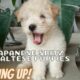 CUTE PUPPIES GROWING UP|0-8WEEKS HALF JAPANESE SPITZ+MALTESE PUPPIES
