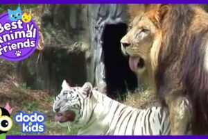 Cam The Lion And Zabu The Tiger Love To Play Ball (And Then Cuddle) | Dodo Kids: Best Animal Friends