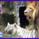 Cam The Lion And Zabu The Tiger Love To Play Ball (And Then Cuddle) | Dodo Kids: Best Animal Friends