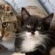 Cat Finds Love in Rescued Kittens After Living a Rough Life on the Streets
