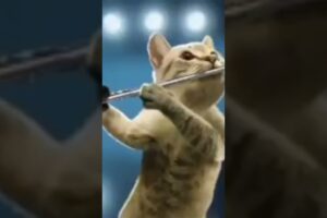 Cat Sound EffectReino Animal #shortvideo #shorts #catlover #kittens #cute #sound