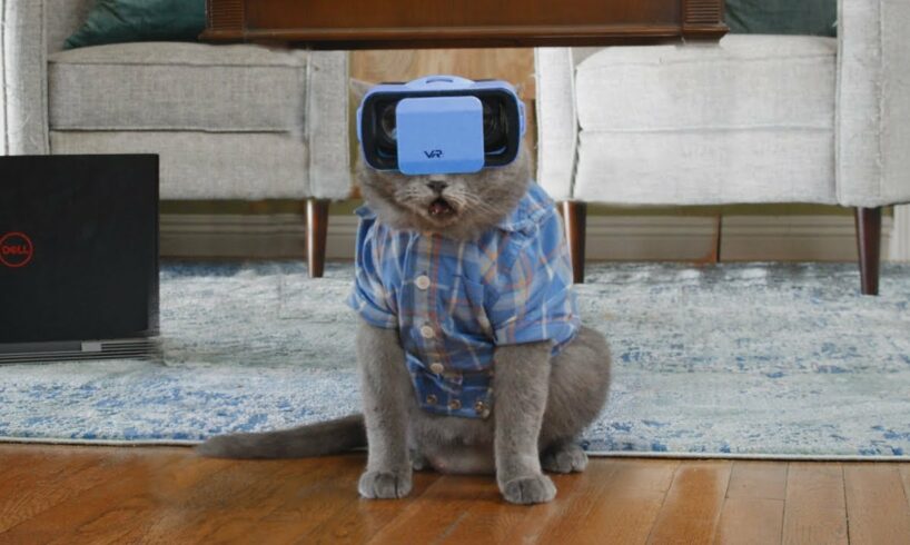 Cat Tries Metaverse