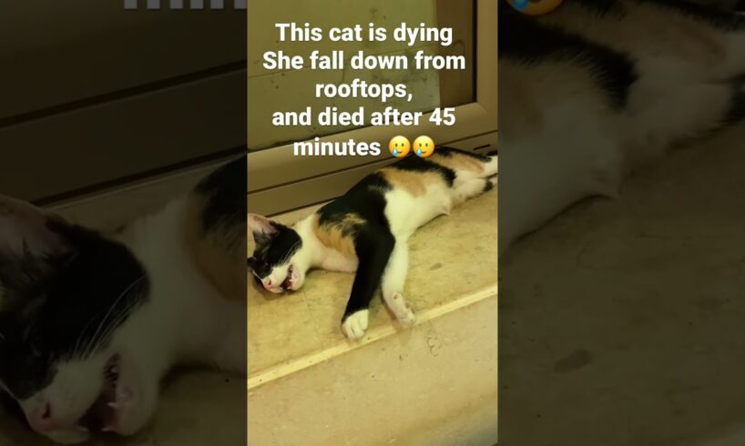 Cat fall down from rooftop, and she died after few minutes