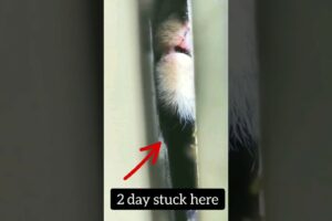 Cat stuck inside 😥 Wait For the End | Cat rescue #cat #cats #catvideos  #dog #short #catlover #viral