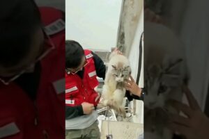 Cat trapped in tunnel 😥 Wait For the End | Cat rescue  #cat #cats #catvideos  #dogs #short #catlover
