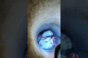 Cat trapped in underground pipe  😥 Wait For the End | Cat rescue  #cat #cats #catvideos #dogs #short
