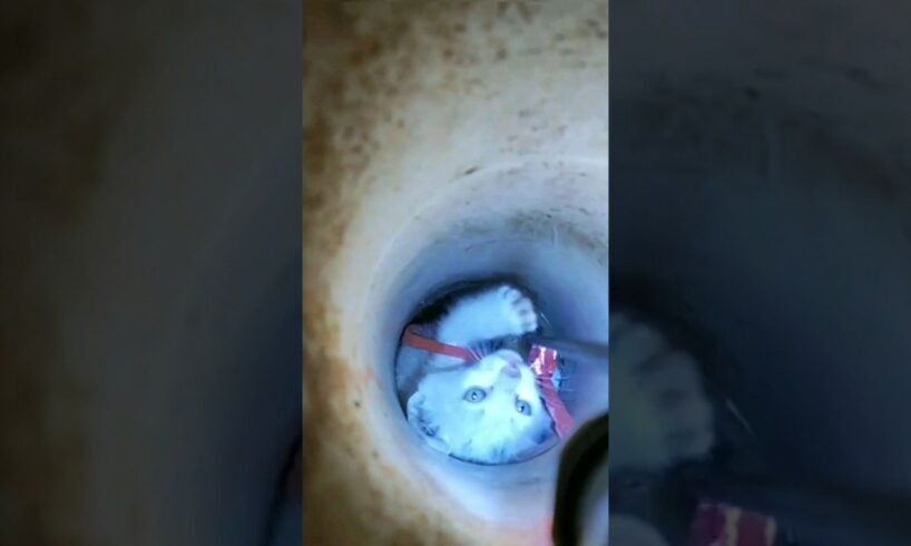 Cat trapped in underground pipe  😥 Wait For the End | Cat rescue  #cat #cats #catvideos #dogs #short