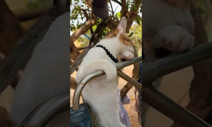 Cats playing #cute #catlover #kitten #animals #menglyvlogs