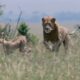 Cheetah VS Lions | Cheetah Fighting lions to protect her cubs | Real fights