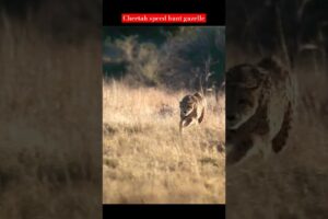 Cheetah high speed gazelle hunt|animal planet#viral#trending#shorts🐯🦁🐱