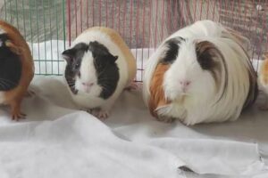 Colorado animal rescue takes in over 500 guinea pigs