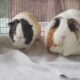 Colorado animal rescue takes in over 500 guinea pigs