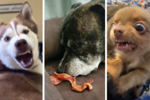 Compilation of Funny Dogs & Cute Puppies!