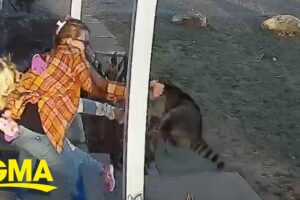 Connecticut mom rescues 5-year-old daughter from raccoon attack