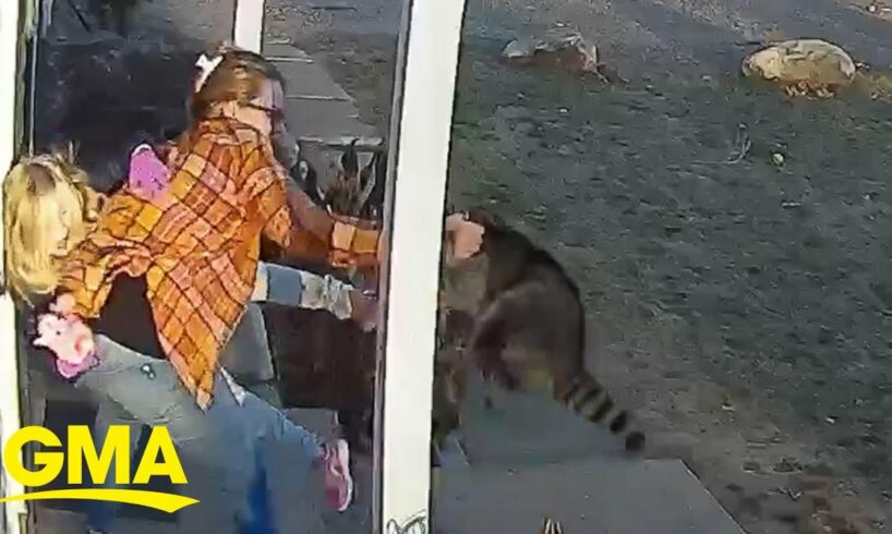 Connecticut mom rescues 5-year-old daughter from raccoon attack