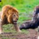 Craziest Animal Fights Of ALL TIME...