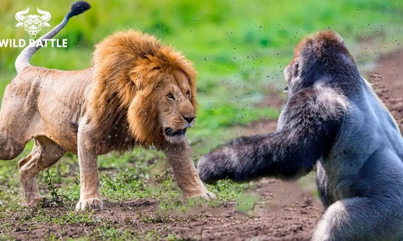 Craziest Animal Fights Of ALL TIME...