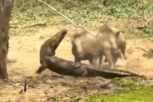 Craziest Animal Fights of All Time - Animals Messed With The Wrong Opponent! | Animal Fights!