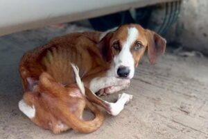 Cried and fatigued waiting at the mall, she didn't know her owner had secretly left