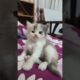 Cute Baby Cat Video #cat #shorts #babycat #animal #shortsfeed