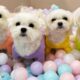 Cute Dog | Baby Dogs Videos | Cutest Dogs in the World | Cute Puppies Videos for kids | Sani Kids TV